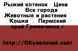 Рыжий котенок › Цена ­ 1 - Все города Животные и растения » Кошки   . Пермский край,Гремячинск г.